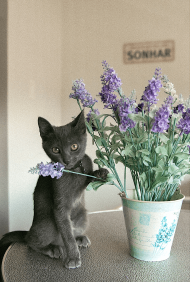 Meu Pet na Vejinha: Suri