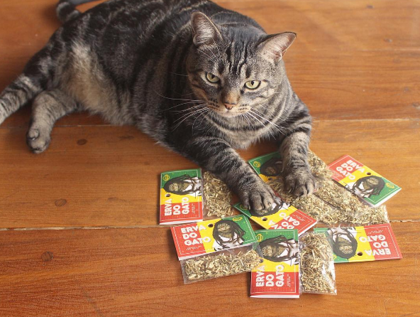 Conheça a erva que deixa os gatos tranquilos e relaxados