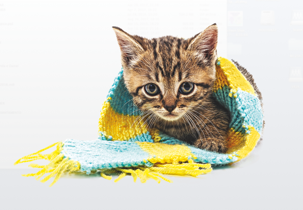 Empresa cria nebulizador para animais de estimação