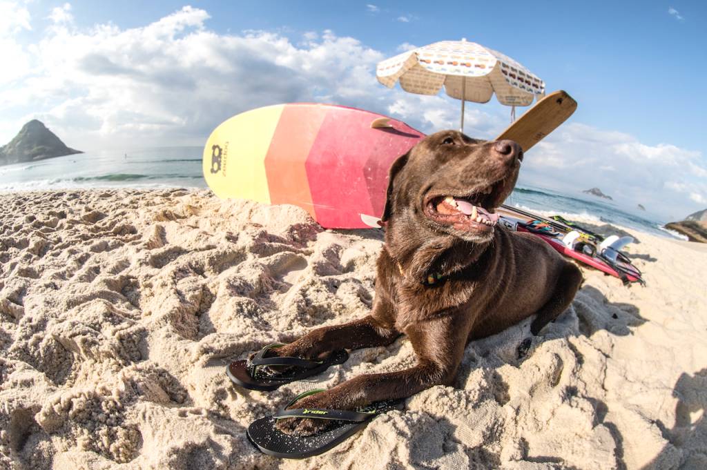 Movimento defende cachorros nas praias cariocas