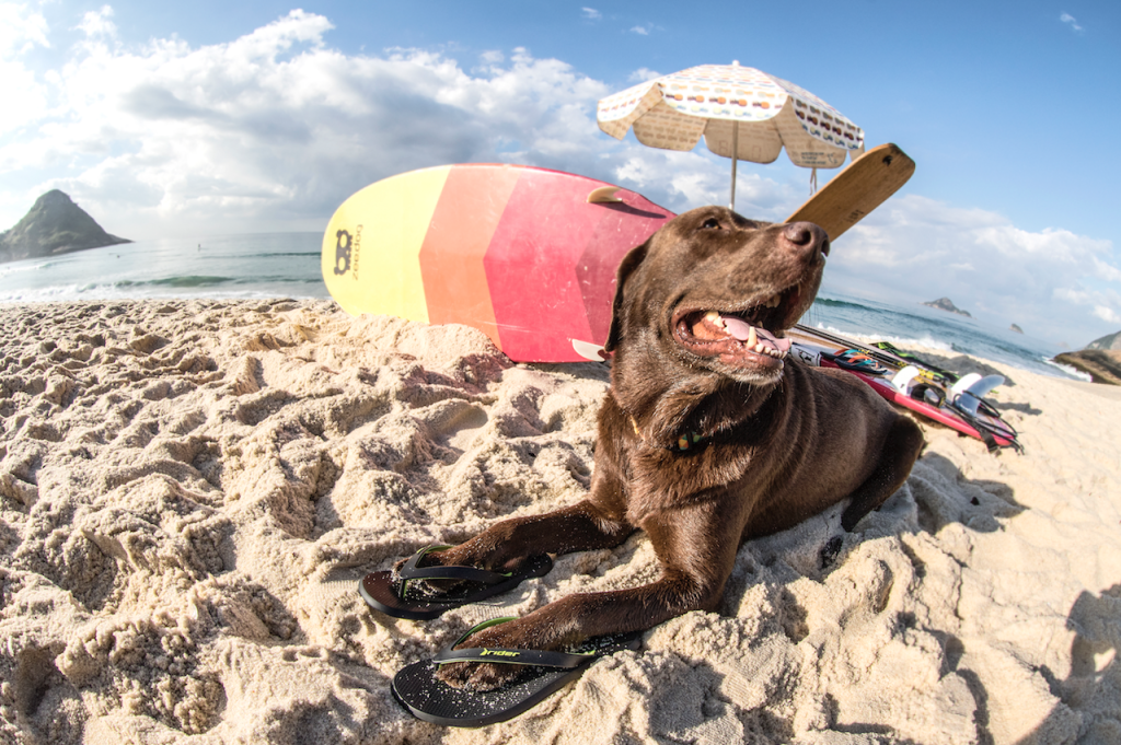 Movimento defende cachorros nas praias cariocas