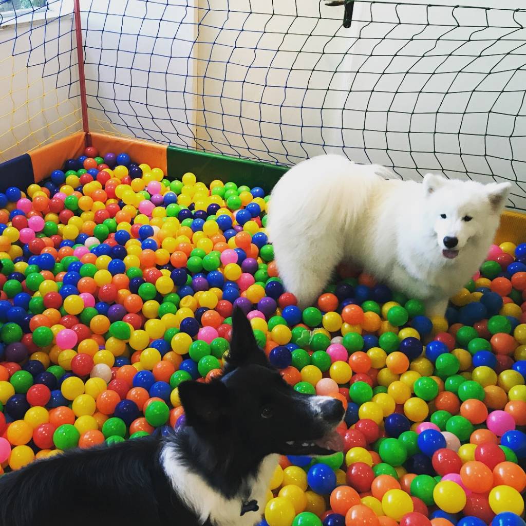 Fashion Mall promove evento gratuito para cães e gatos