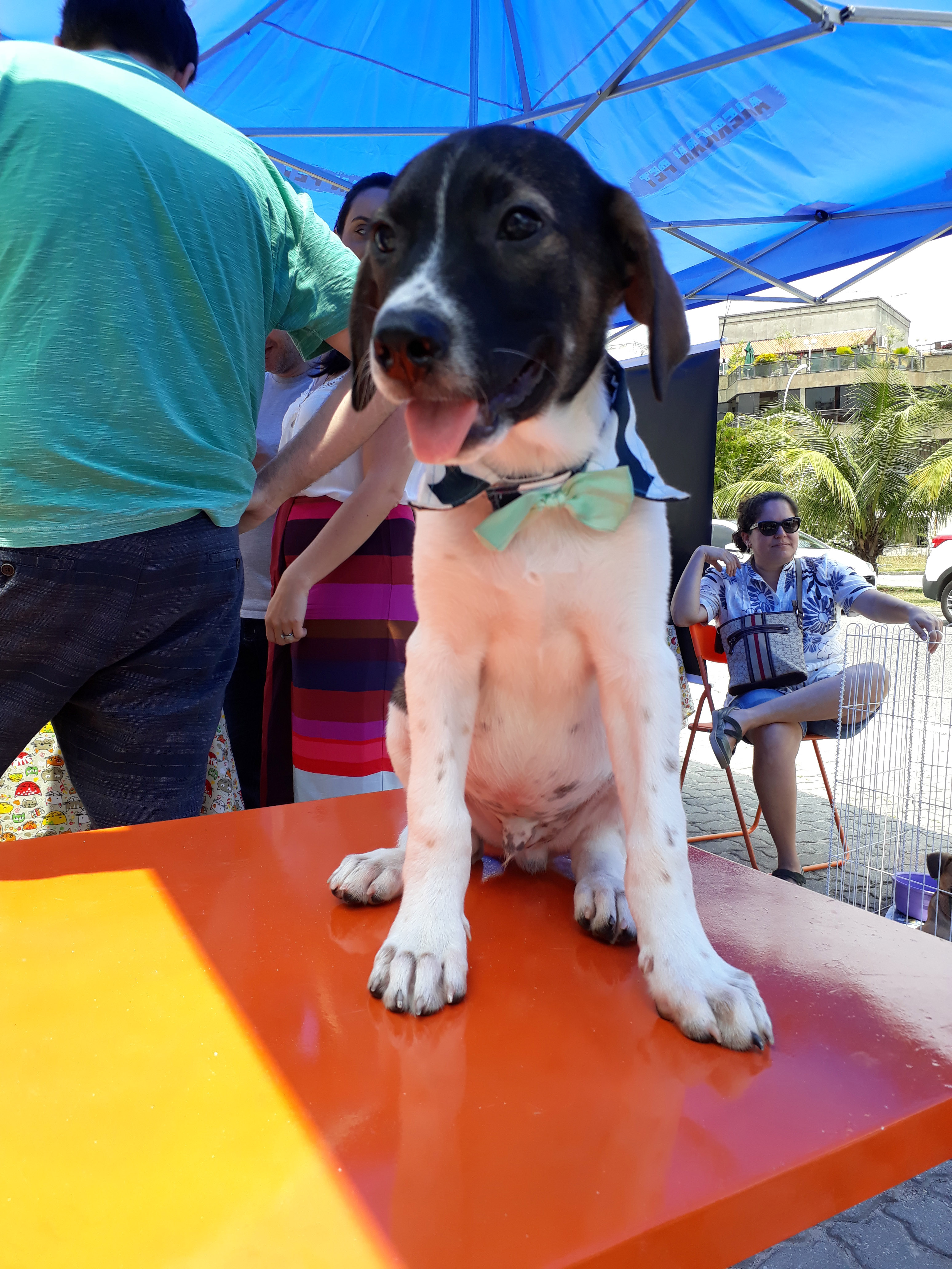 Feira de adoção de animais agita shopping Uptown neste sábado (2)