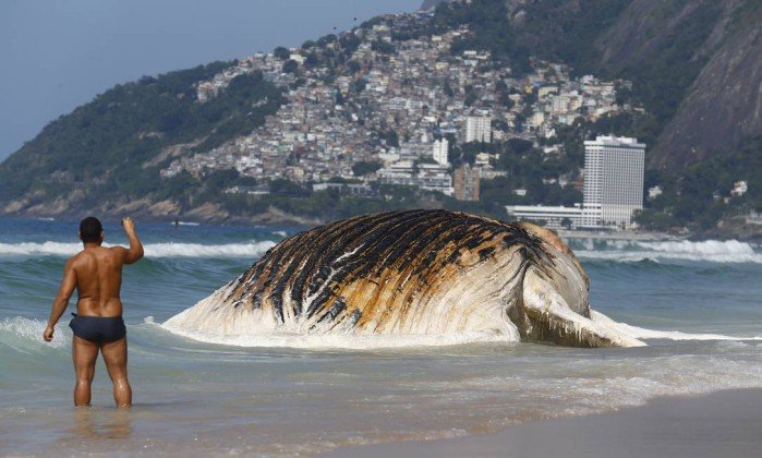 Baleia encalhada em Ipanema será retirada por guindaste