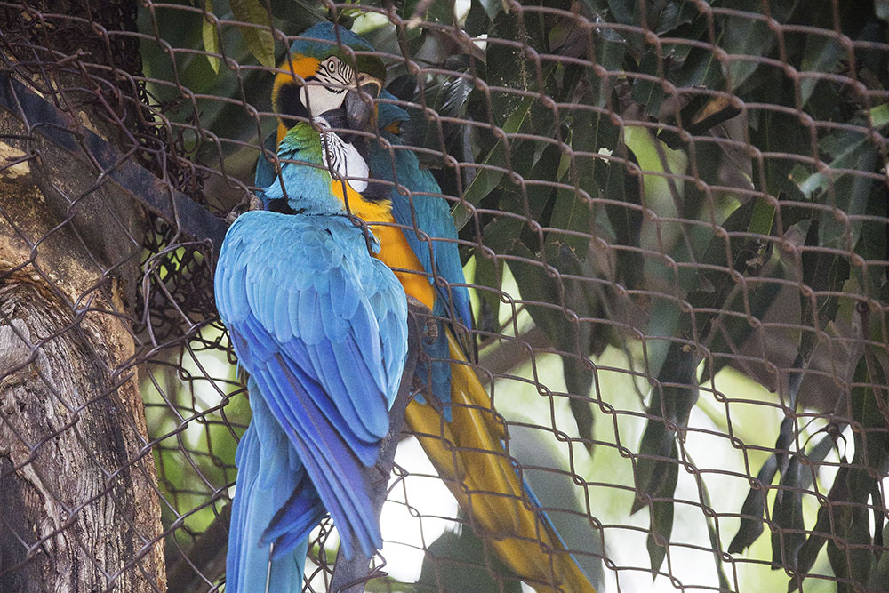 Separadas pela grade, casal de araras mantêm namoro no zoológico