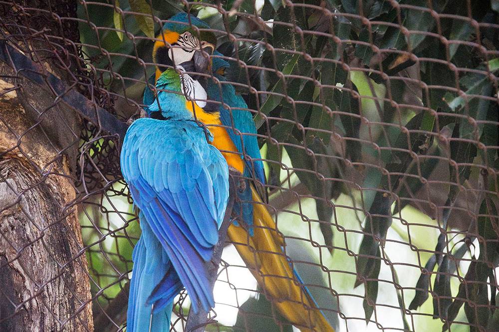Separadas pela grade, casal de araras mantêm namoro no zoológico