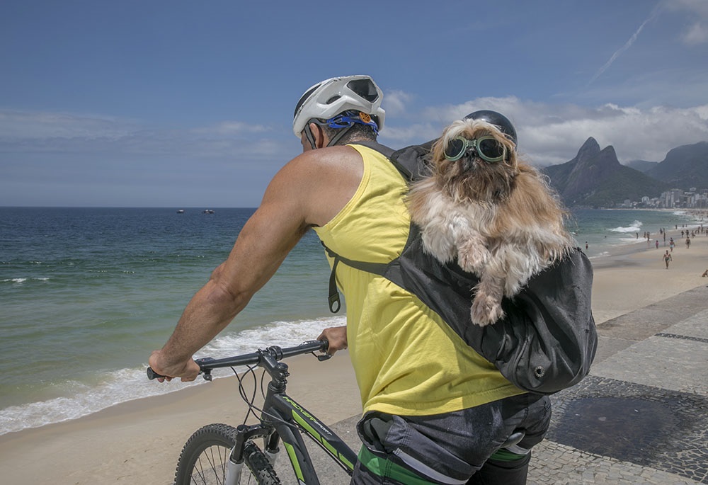 Há seis anos, empresário leva cão para o trabalho de bicicleta