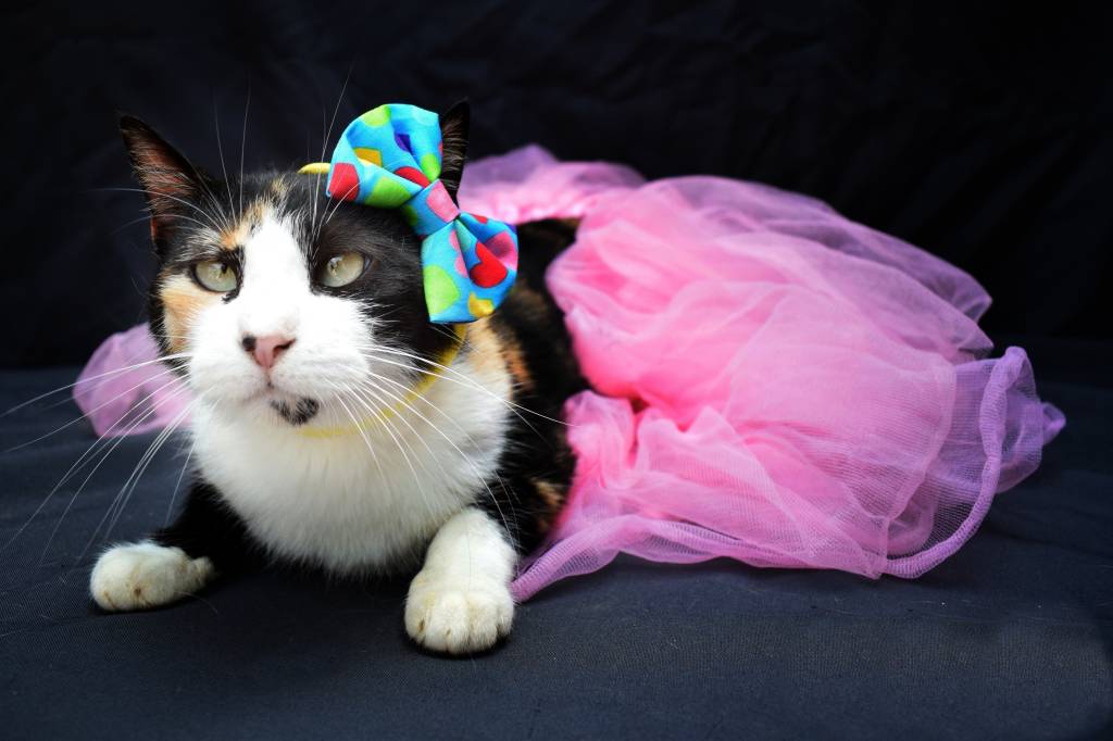 Trabalho de fotógrafo ajuda adoção de animais abandonados