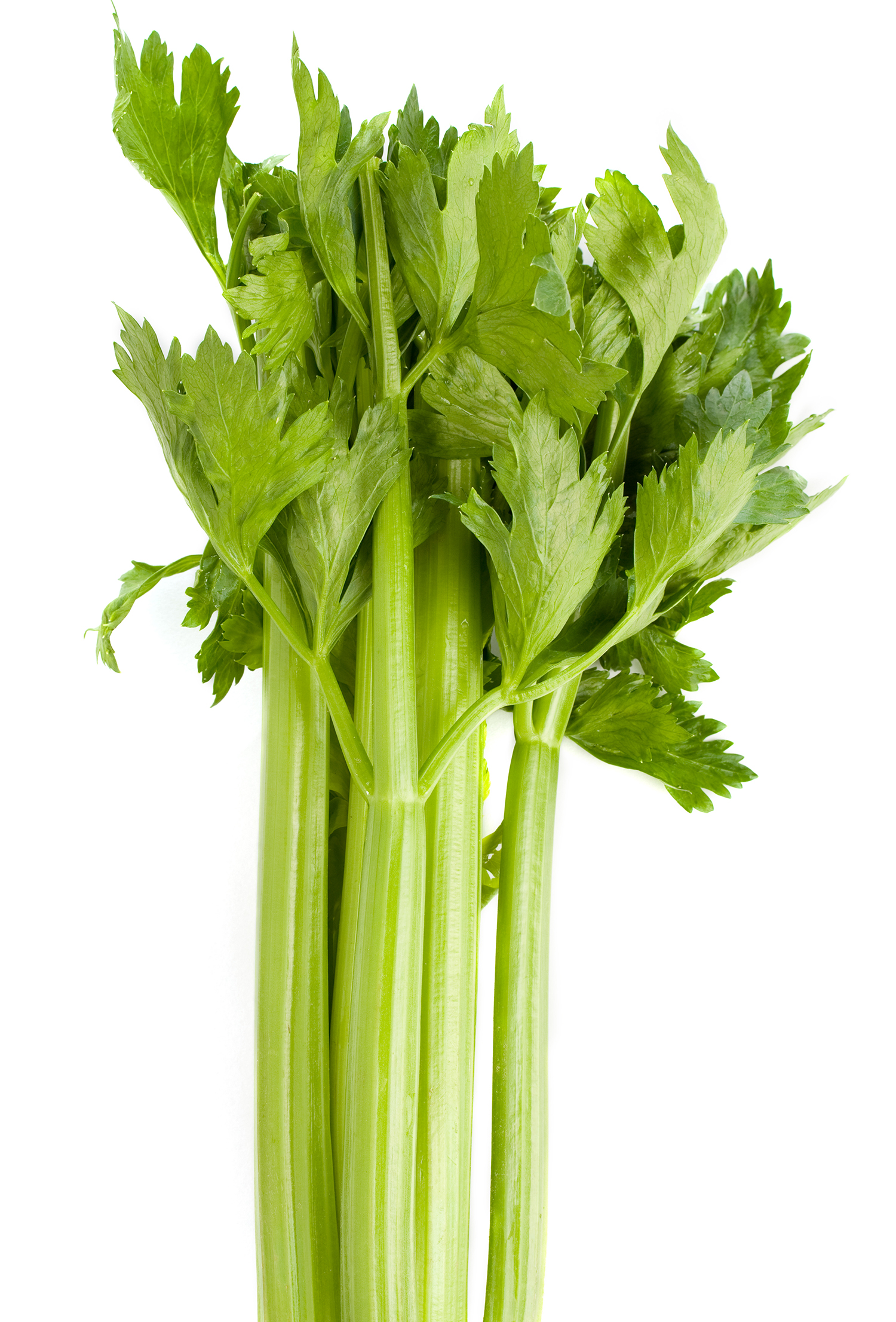 Whole stalk of fresh celery on white background