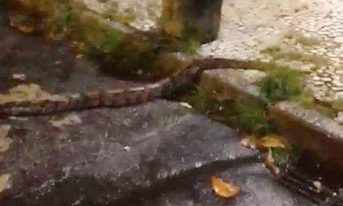 Cobras invadem áreas urbanas do Rio