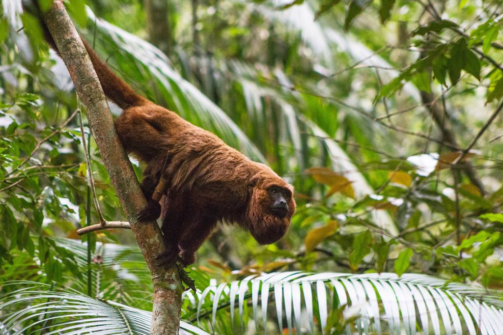 Rio lança campanha de combate à morte de macacos