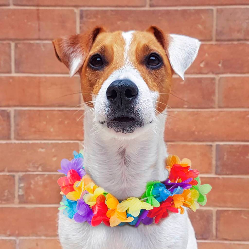 Botafogo Praia Shopping promove Carnaval para bichos de estimação