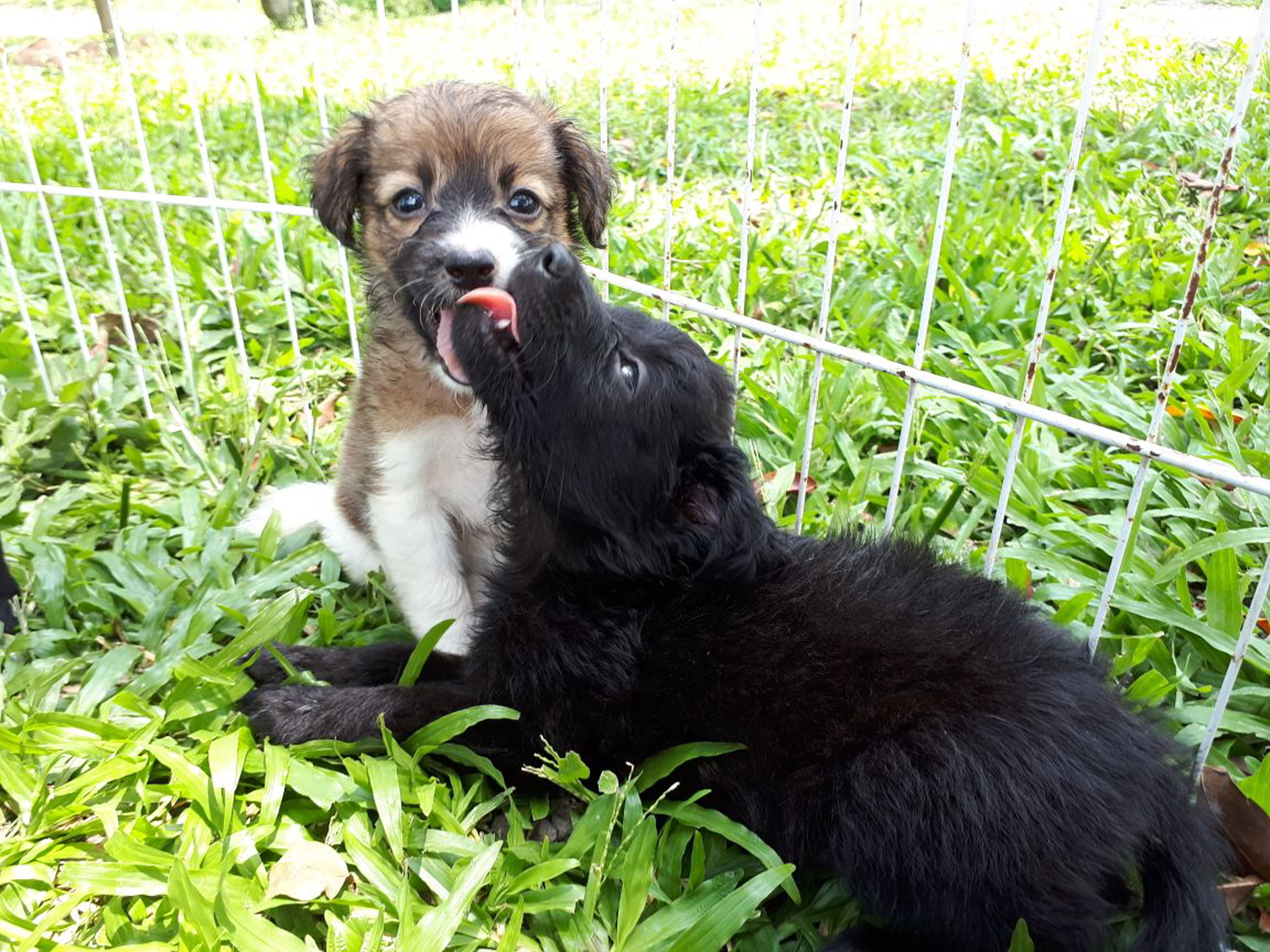 Américas Shopping promove adoção de cães e gatos no sábado (24)