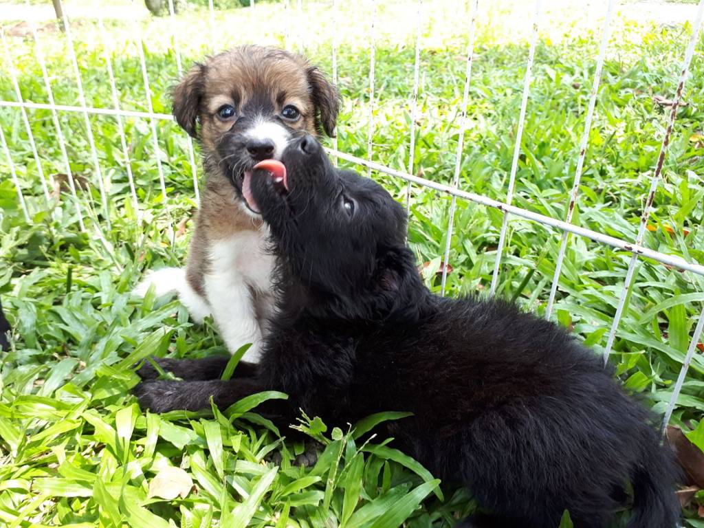 Américas Shopping promove adoção de cães e gatos no sábado (24)