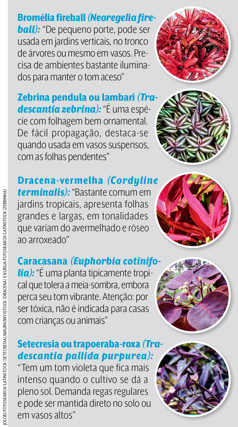 QUADRO FLORES