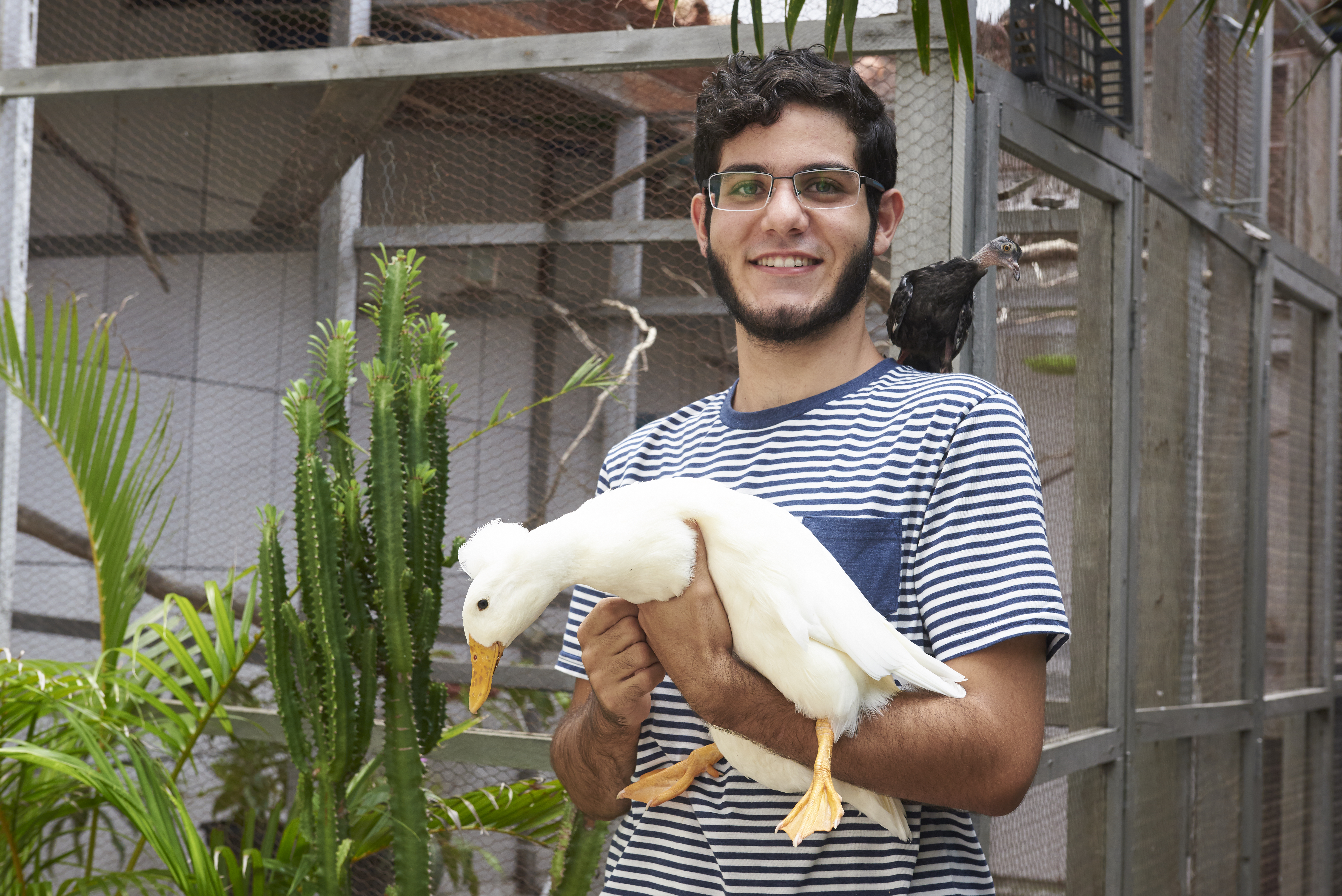 Dono de 43 aves, estudante de biologia resgata pombos feridos
