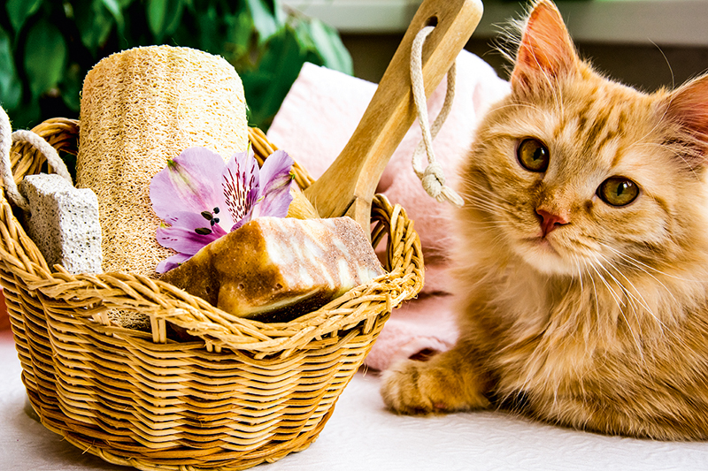 Spa Veterinário dedicará um dia de cada mês aos gatos