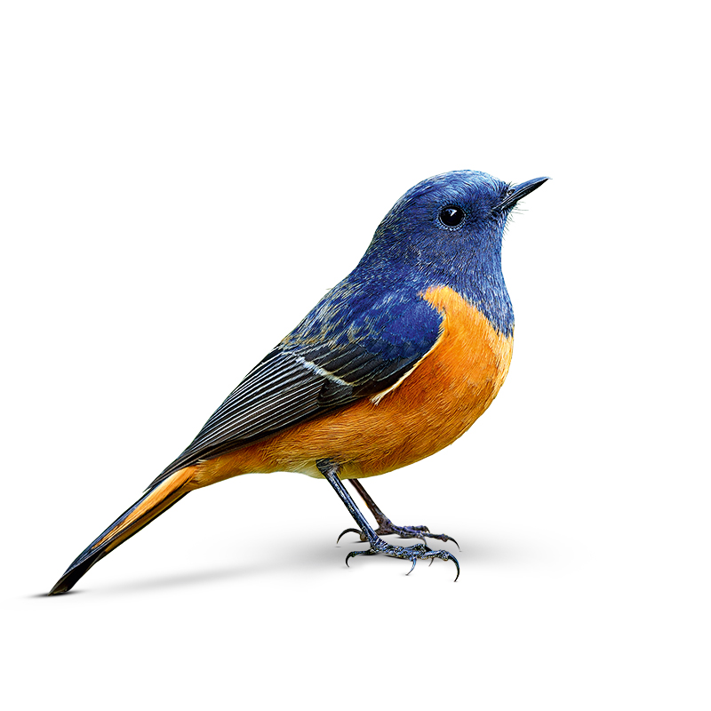 Adesivo para colar em janelas evita colisão de aves em vidros