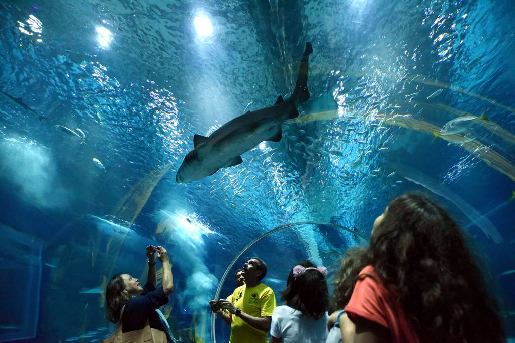 Black Friday: ingressos em promoção no aquário, zoológico e outras atrações do Rio