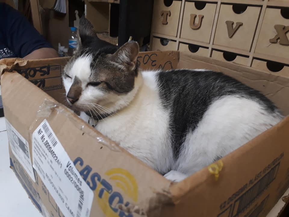 Lojistas de shopping em Copacabana se unem para libertar gatinho