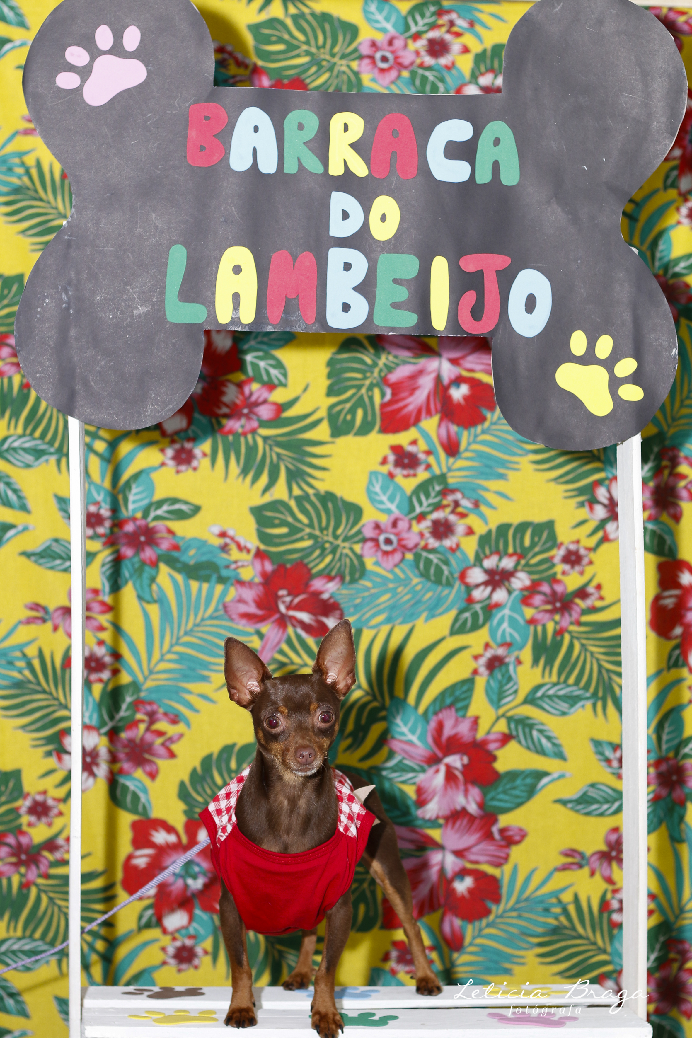 ONG Associação Quatro Patinhas promove festa junina vegana