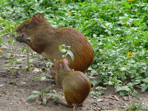 Cutias serão reinseridas no Parque Nacional da Tijuca
