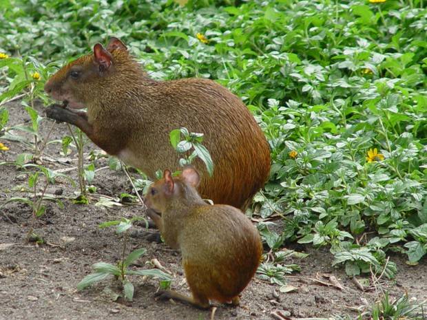 Cutias serão reinseridas no Parque Nacional da Tijuca