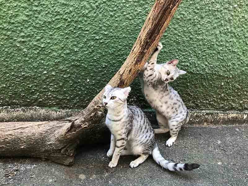 Rio Cat Clube exibe raças exóticas de gatos