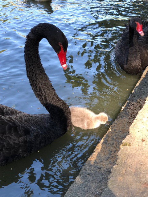 Cisne recém-nascido atrai visitantes ao Parque Guinle, em Laranjeiras