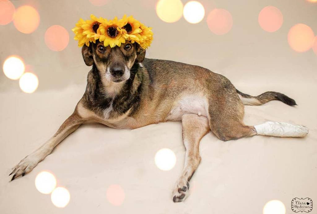Fotógrafa faz sucesso nas redes com fotos de animais deficientes