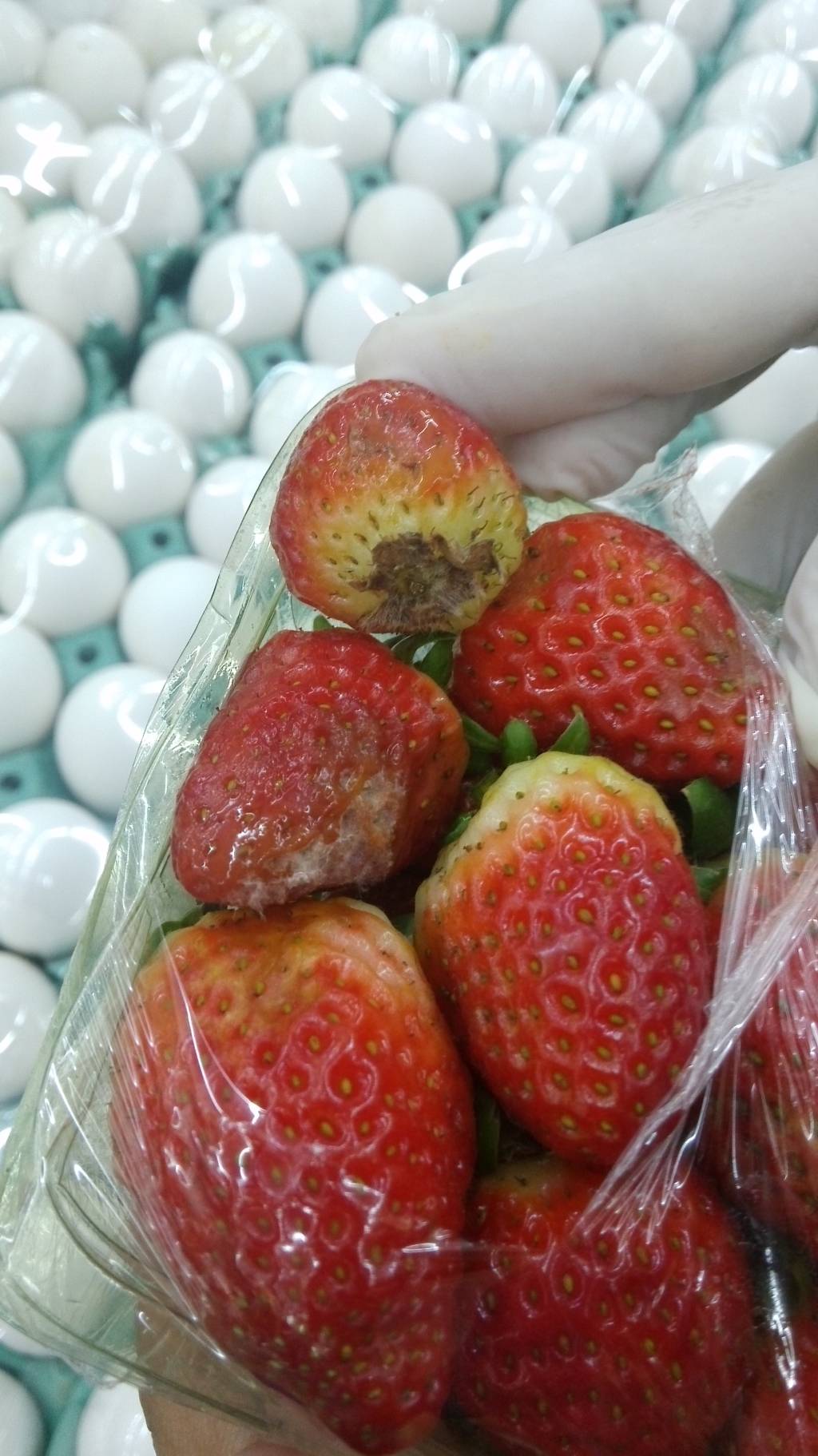 Procon Carioca encontra baratas, alimentos vencidos e mofados em vistoria