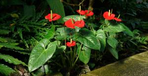 anthurium-2834178_1280 anthurium-2834178_1280