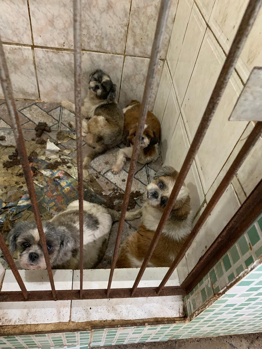 Witzel sanciona lei que cria delegacia contra maus-tratos aos animais