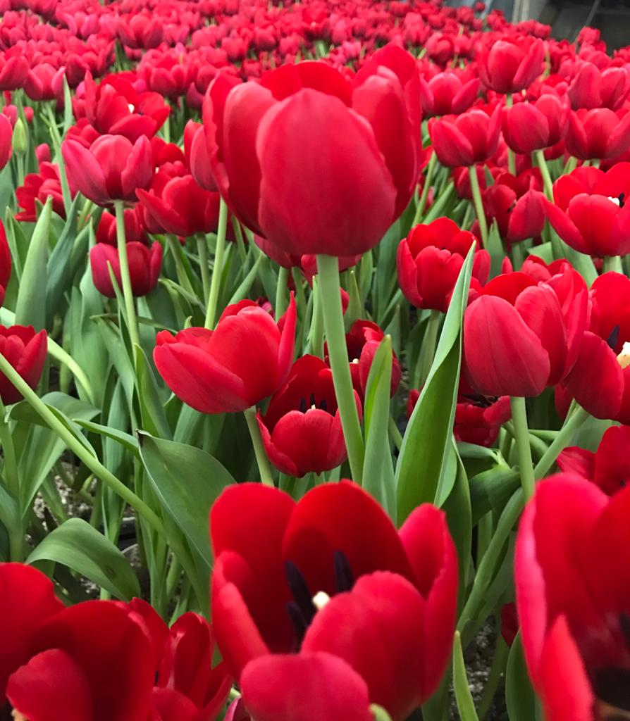 Tulipas – as flores mais internacionais do seu jardim