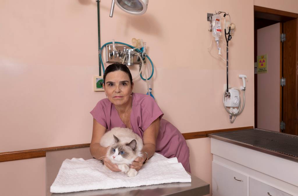 Gatos conquistam mercado pet com serviços dedicados a eles