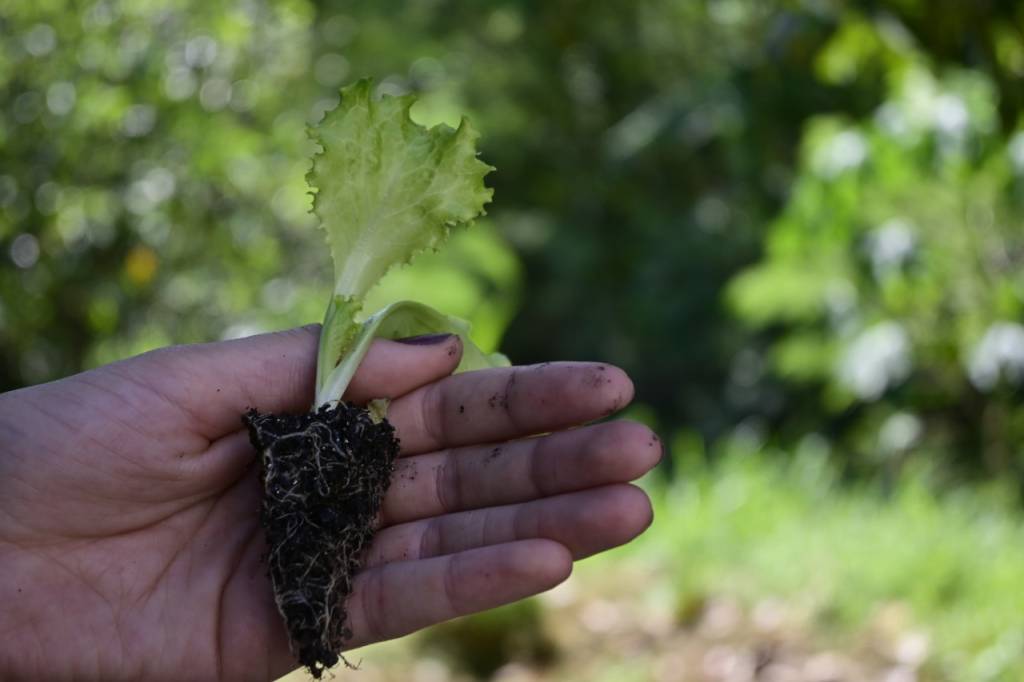 Quarentena: aprenda a fazer uma horta em casa