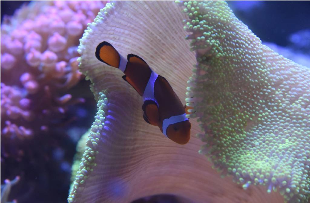 AquaRio promove lives sobre os bastidores da vida marinha