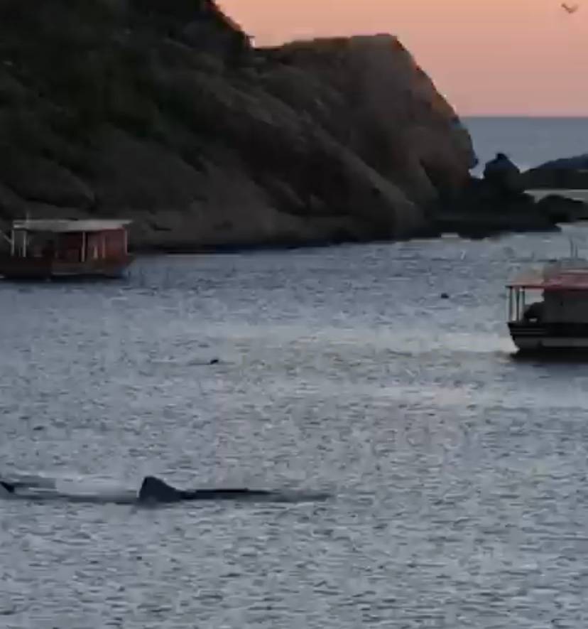 Vídeo: tubarão-baleia de dez metros nada entre pescadores em Guaratiba