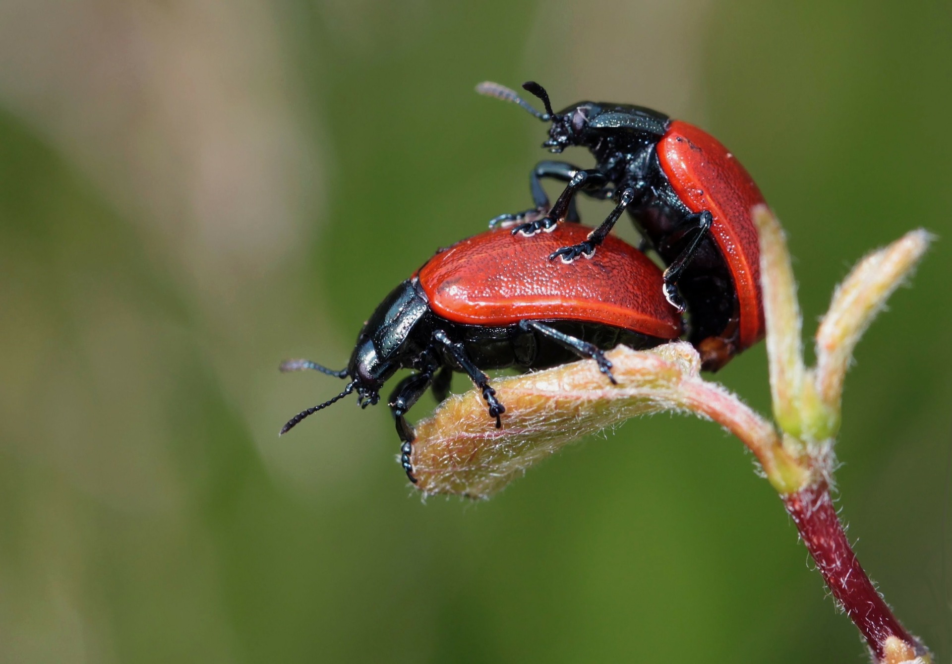 ladybug-248481_1920