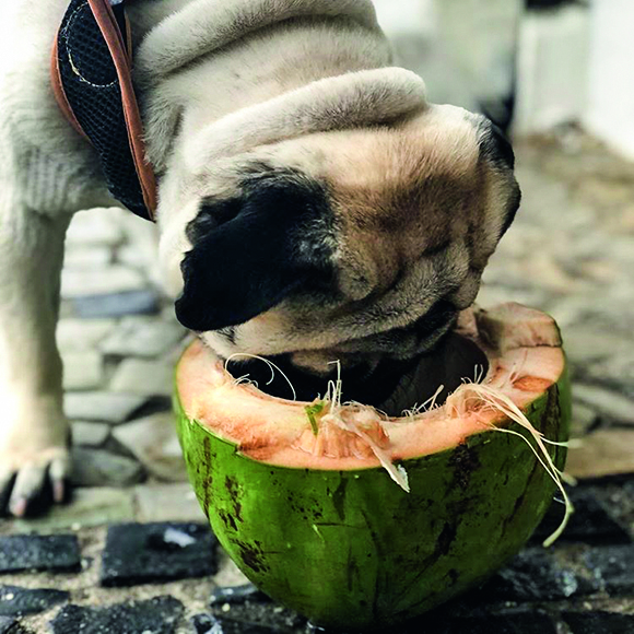 thepugcharles thepugcharles