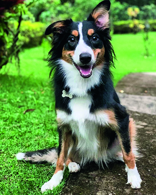 Cachorro Cachorro