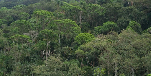 Incêndio criminoso ameaça 15 mil metros quadrados de reserva no Rio