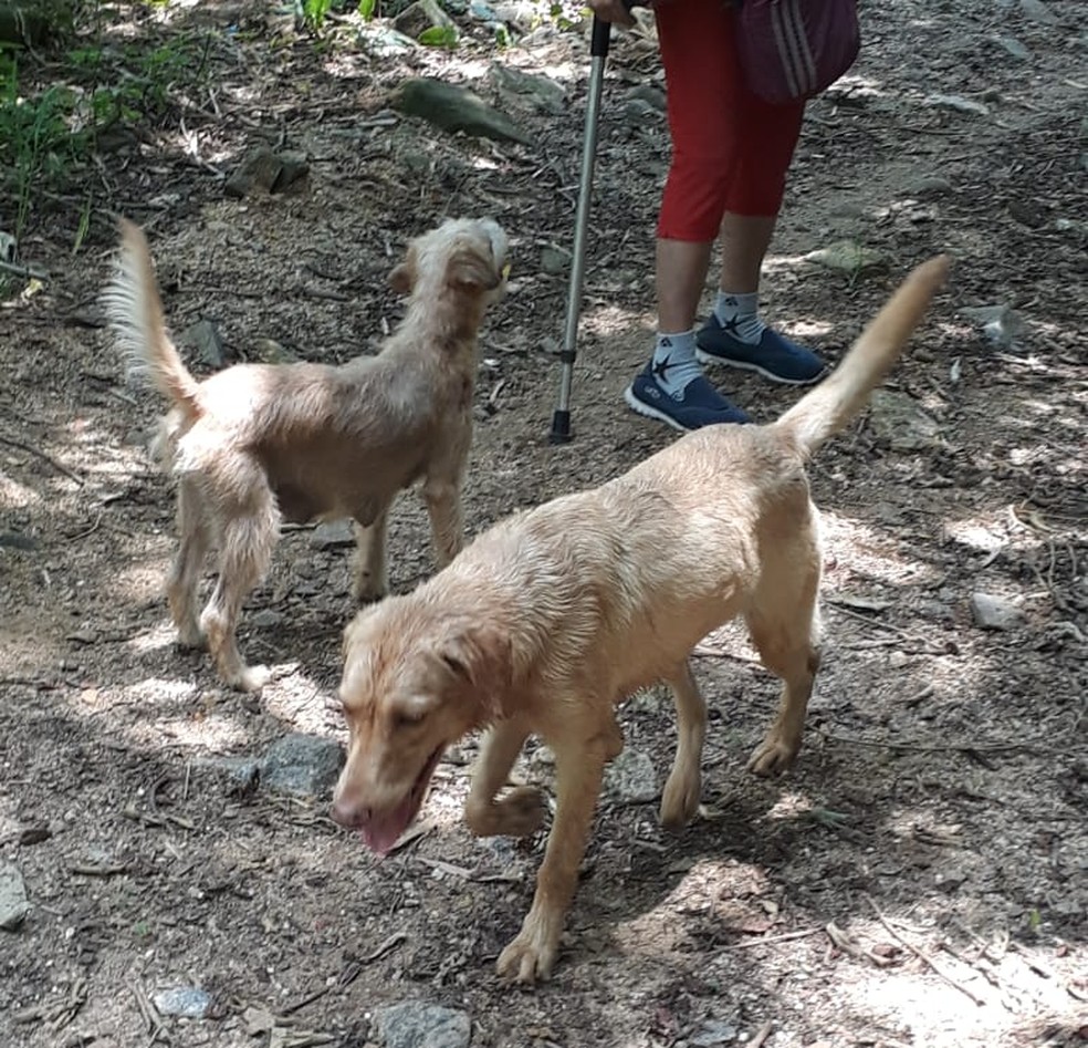 Ipanema: mulher que pedia dinheiro para cães abandonados é investigada