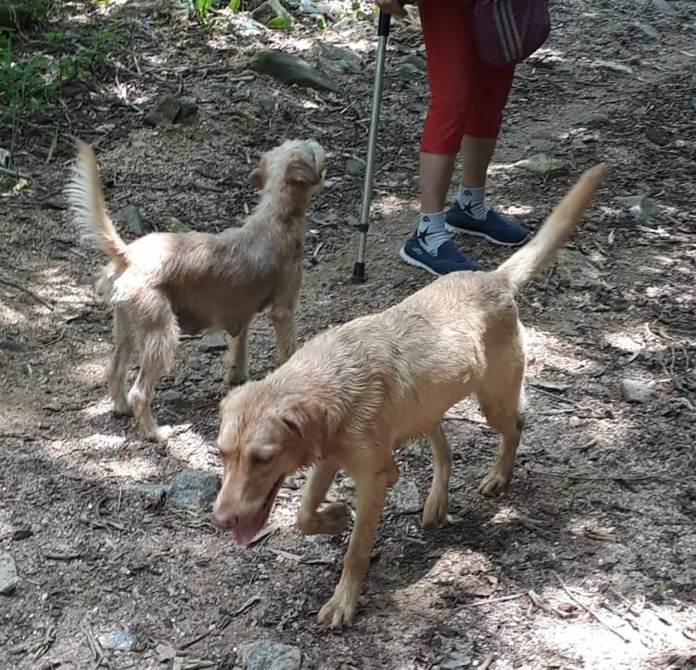 Ipanema: mulher que pedia dinheiro para cães abandonados é investigada
