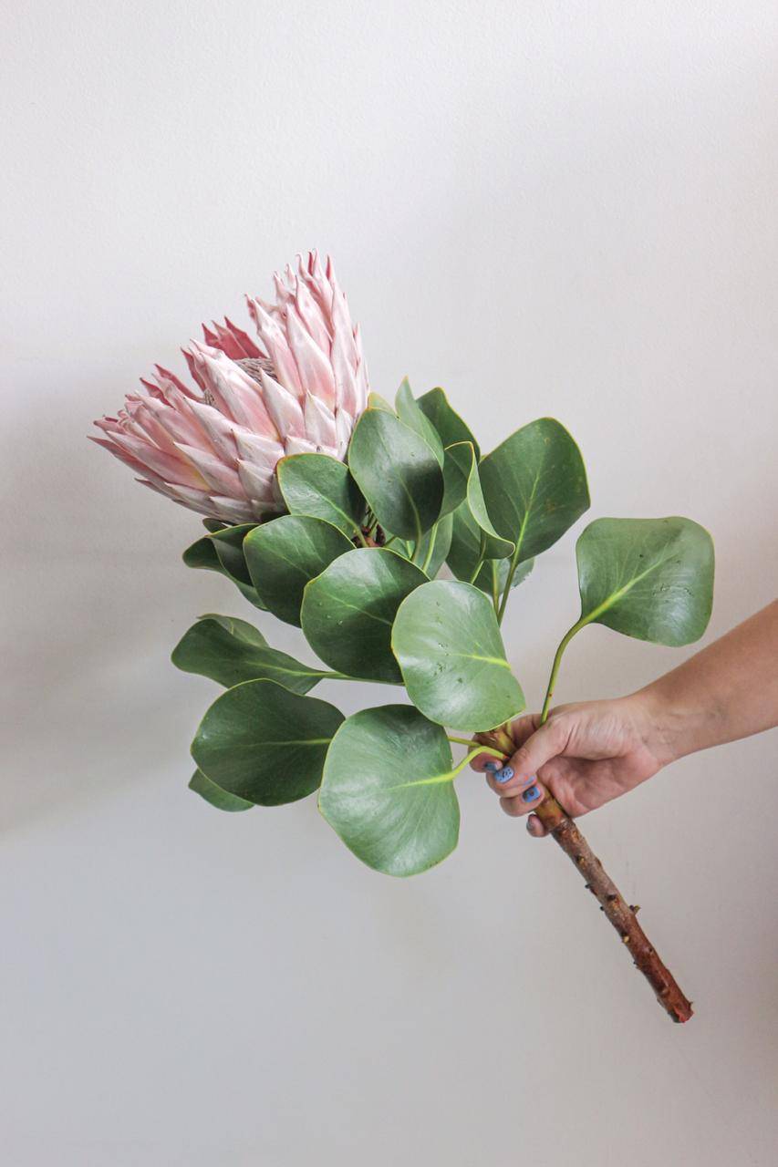 Protea – a flor que é o contrário de tudo que se espera de uma flor!