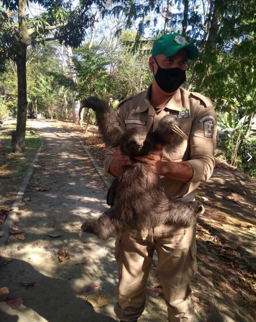 Bicho-preguiça dá um passeio em praça na Ilha do Governador