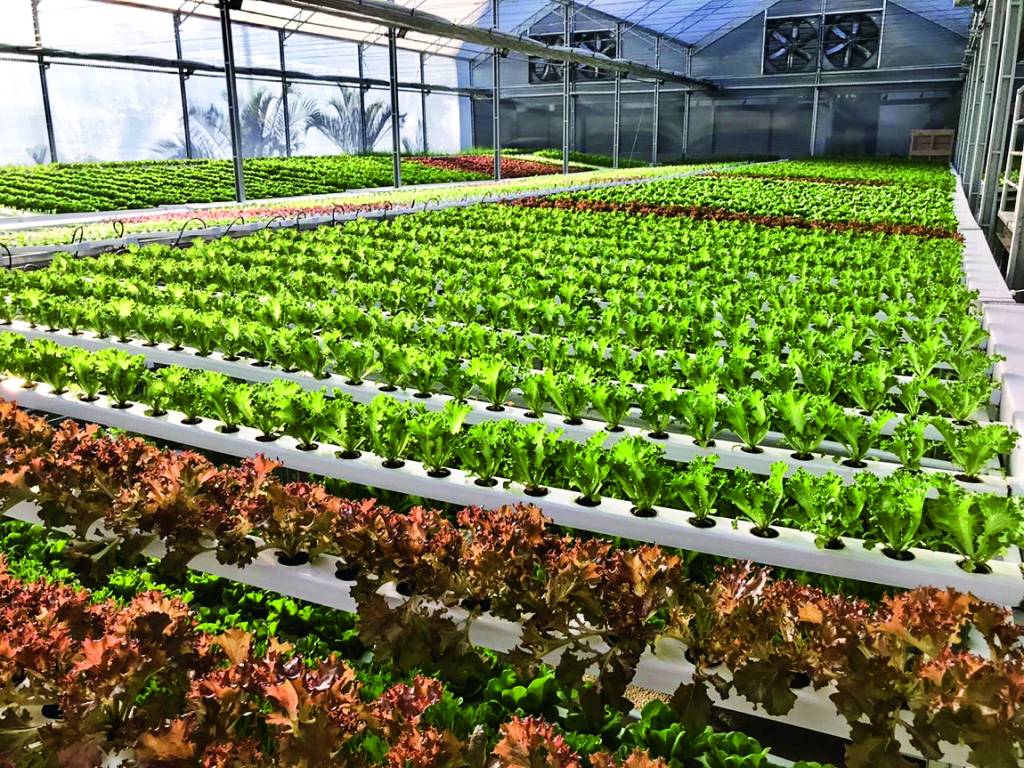 Fazenda urbana na Barra da Tijuca vê vendas aumentarem na pandemia