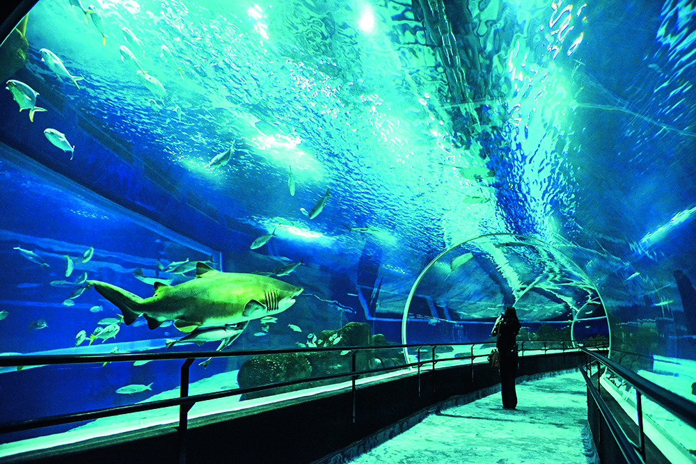 No mês dos pais, AquaRio dá desconto de 50% no ingresso para famílias