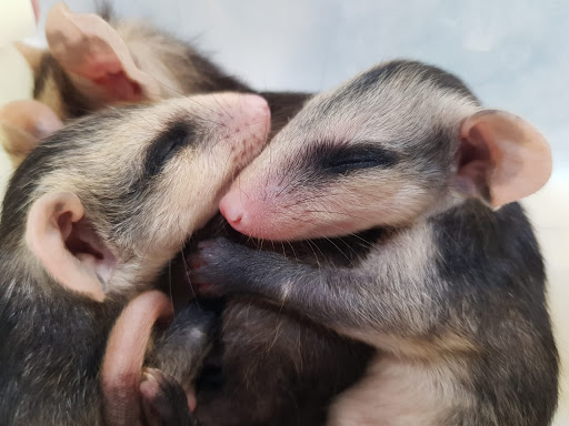 Prefeitura resgata 40 gambás, duas cobras e uma capivara num só dia