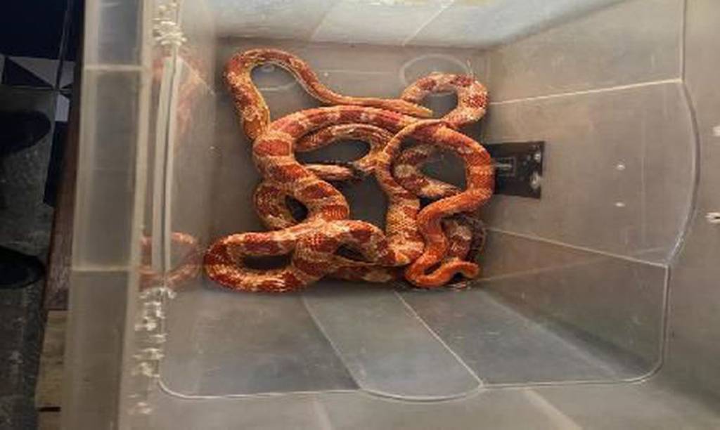 Polícia do Rio apreende cobras exóticas de importação proibida